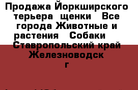 Продажа Йоркширского терьера, щенки - Все города Животные и растения » Собаки   . Ставропольский край,Железноводск г.